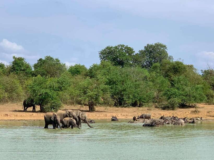 From Weligama : Udawalawa National Park Safari Tour - Practical details before you go
