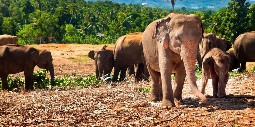 From west coast: Kandy, Tooth temple, Botanical & Tea garden - The Road From the West Coast to Kandy