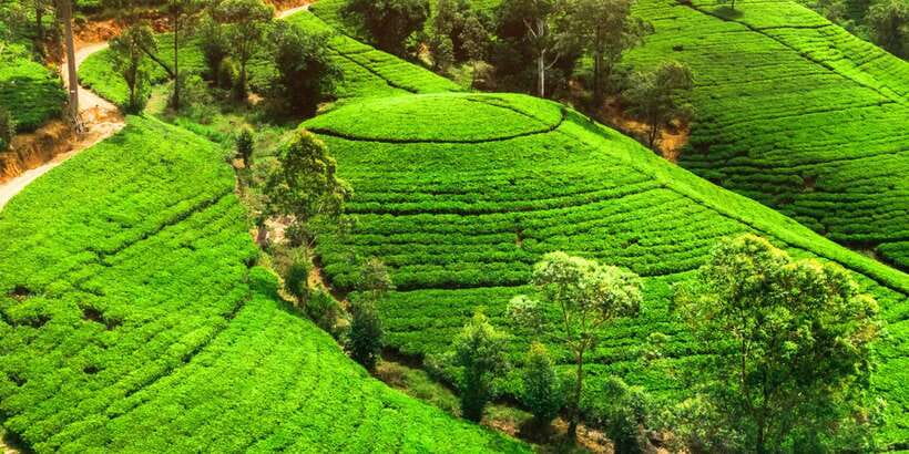 From Western Province: 2-Day Hill Country Highlights Trip - Who should book this Sri Lanka trip?