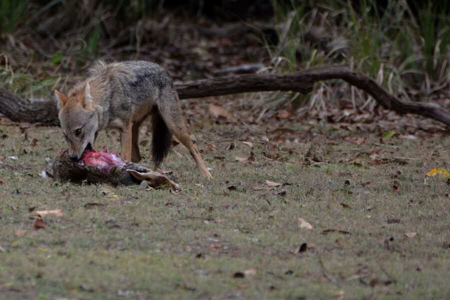 From Western Province: 2-Day Hill Country Highlights Trip - The long return to the western coast