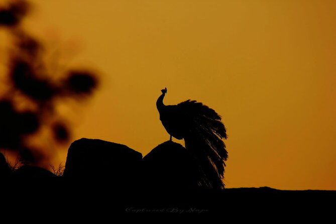 Full day / Half Day WildlifeAdventure in Yala-National-Park - Key points before you choose Yala