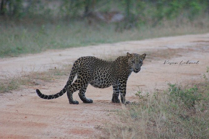 Full day / Half Day WildlifeAdventure in Yala-National-Park - Choosing between half-day and full-day