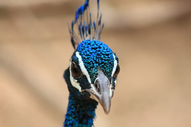 Full day / Half Day WildlifeAdventure in Yala-National-Park - Inside the private 4WD