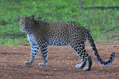 Full day / Half Day WildlifeAdventure in Yala-National-Park