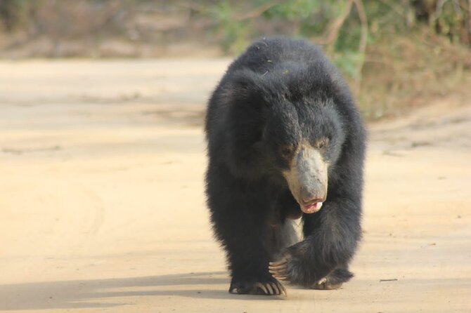 Full day / Half Day WildlifeAdventure in Yala-National-Park - Wildlife you might actually see