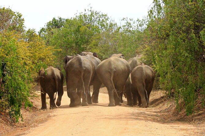 Full day / Half Day WildlifeAdventure in Yala-National-Park - What the $42 price covers