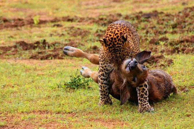 Full day / Half Day WildlifeAdventure in Yala-National-Park - When this safari suits you best