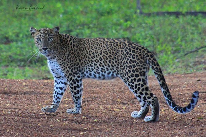 Full day / Half Day WildlifeAdventure in Yala-National-Park - The early start and hotel pickup
