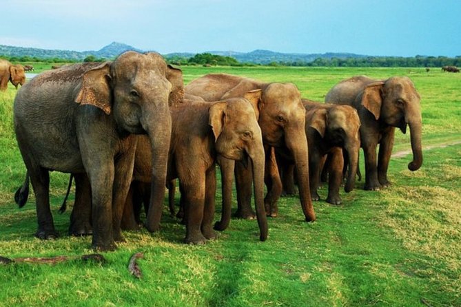 Full-Day Minneriya and Kaudulla National Parks Private Safari - What to expect at Minneriya National Park