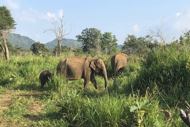 Full-Day Minneriya and Kaudulla National Parks Private Safari - The $28 price and what it really covers