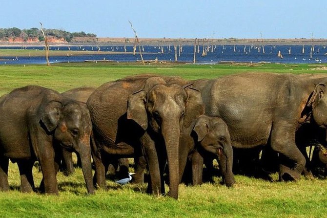 Full-Day Minneriya and Kaudulla National Parks Private Safari - Sigiriya pickup and the small private jeep