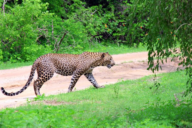 Full Day Safari ( The Best for Leopards ) in Yala - Why the full day matters in Yala
