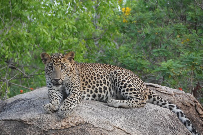 Full Day Safari ( The Best for Leopards ) in Yala - The 4 to 5 am pickup and first entry