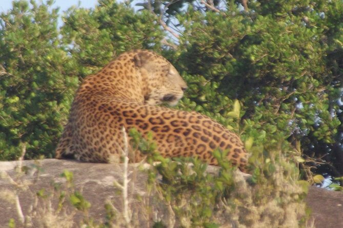 Full Day Safari ( The Best for Leopards ) in Yala - Elephants, deer, crocodiles, and smaller creatures