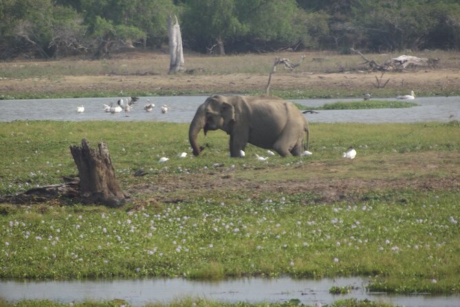 Full Day Safari ( The Best for Leopards ) in Yala - Lunch, rain, and the reality of a long day