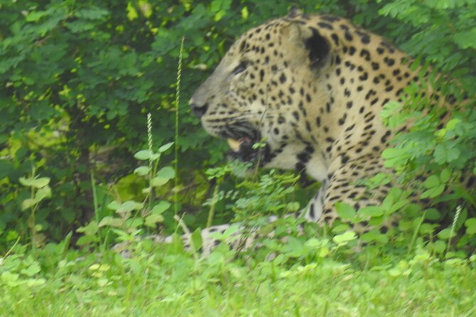 Full Day Safari ( The Best for Leopards ) in Yala - What the $60 price really covers