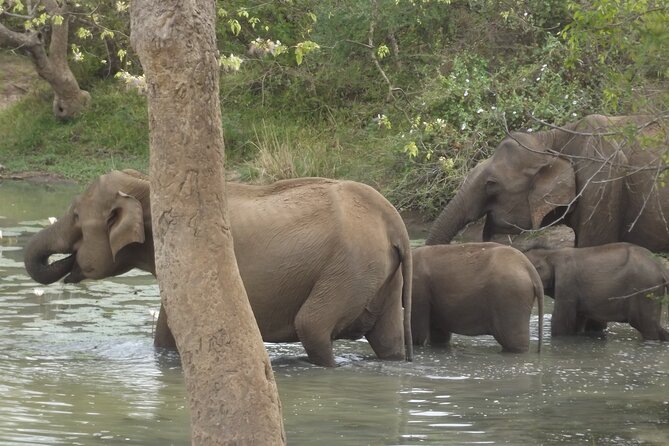 Full Day Safari ( The Best for Leopards ) in Yala - Who should book this safari