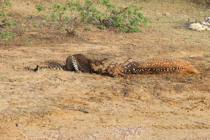 Full Day Safari ( The Best for Leopards ) in Yala - A small jeep with guides who know the park