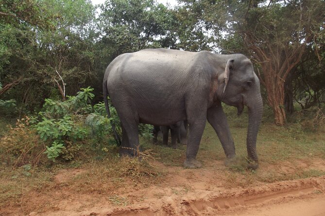 Full Day Safari Tour in Yala National Park - Setting out in a small jeep
