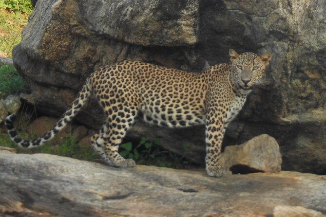Full Day Safari Tour in Yala National Park - Looking for leopards without false promises
