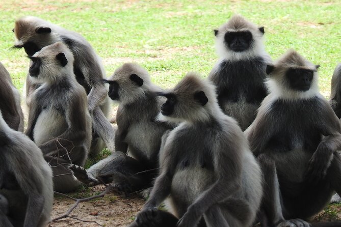 Full Day Safari Tour in Yala National Park - Lunch and the park’s midday pause