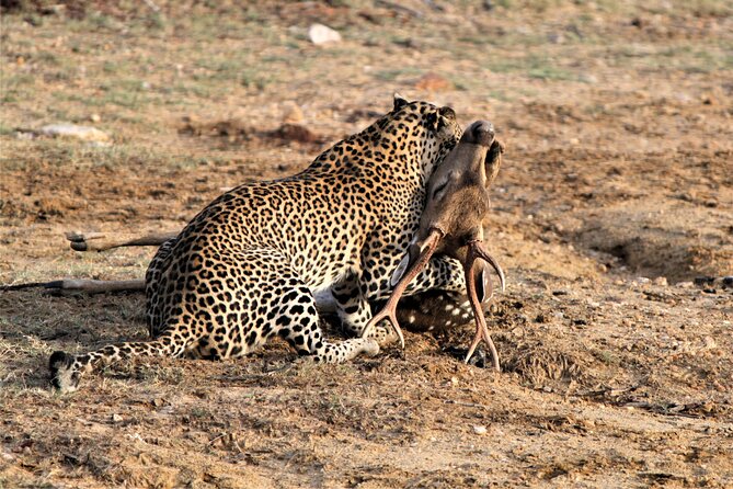 Full Day Safari Tour in Yala National Park - Afternoon searching and the value of patience