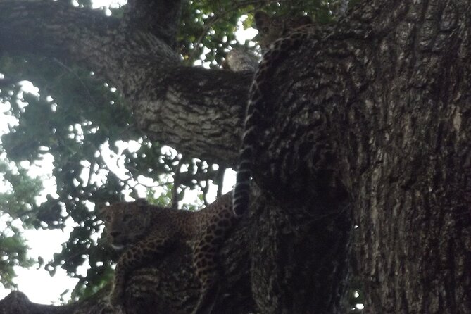 Full Day Safari Tour in Yala National Park - The early hours: breakfast and the first wildlife search