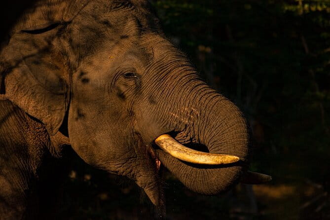 Full Day Safari Tour Yala - Why a full day in Yala can be worth it
