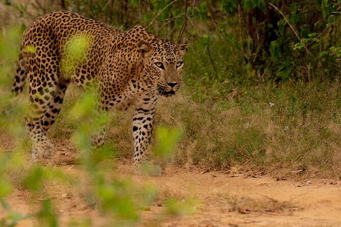 Full Day Safari Tour Yala - Leopards, elephants, sloth bears, and birds
