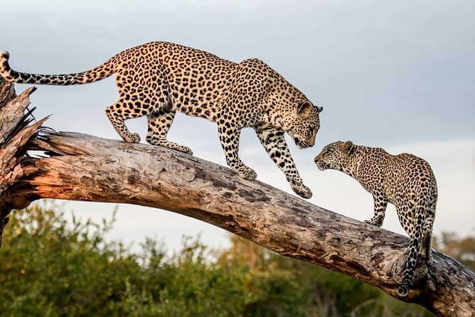 Full Day Safari Tour Yala - Food, water, and what the price really covers
