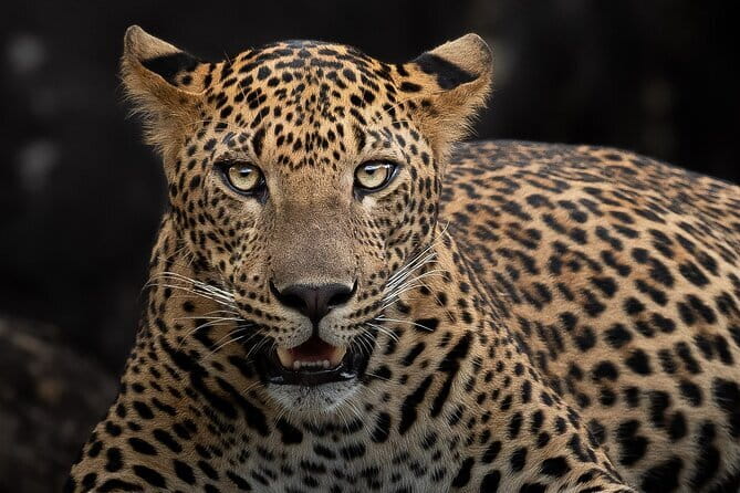Full Day Safari Tour Yala - The best reasons to choose this private safari