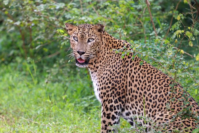 Full day Safari - Yala National Park - 04.30 am to 06.00 pm with - Janaka safari - Why the leopard search takes all day