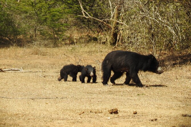 Full day Safari - Yala National Park - 04.30 am to 06.00 pm with - Janaka safari - Guides make the biggest difference