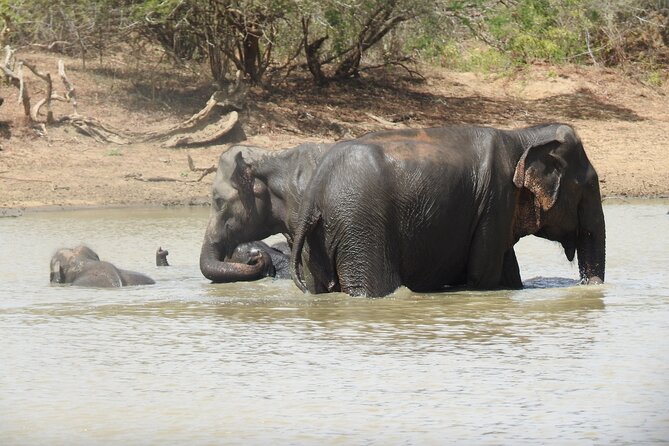 Full day Safari - Yala National Park - 04.30 am to 06.00 pm with - Janaka safari - Breakfast, lunch, and the midday pause