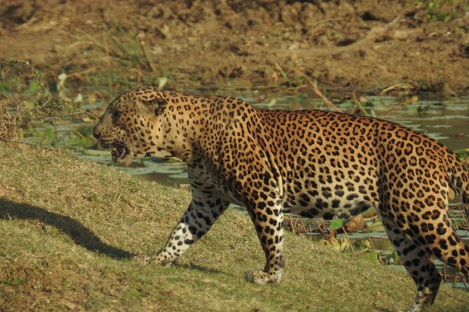 Full day Safari - Yala National Park - 04.30 am to 06.00 pm with - Janaka safari - What the jeep ride is really like