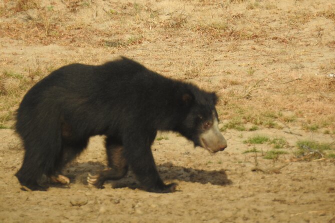 Full day Safari - Yala National Park - 04.30 am to 06.00 pm with - Janaka safari - Price, park fees, and overall value