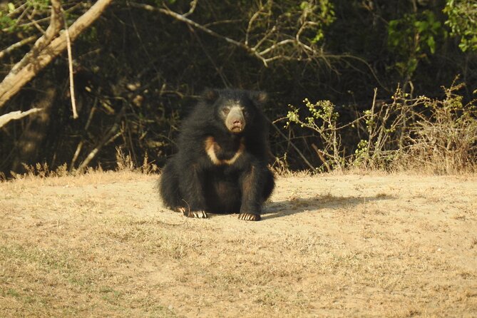 Full day Safari - Yala National Park - 04.30 am to 06.00 pm with - Janaka safari - Who should choose this safari