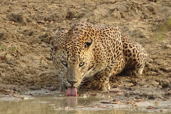 Full day Safari - Yala National Park - 04.30 am to 06.00 pm with - Janaka safari - What you can see beyond the leopard