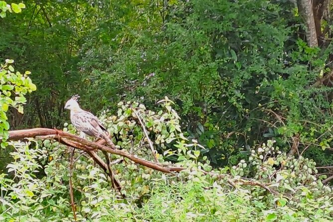 Fully Private Udawalawe National Park Safari Tour - What the private vehicle changes