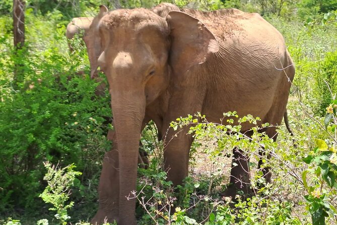 Fully Private Udawalawe National Park Safari Tour - The real value at $95 plus the park fee