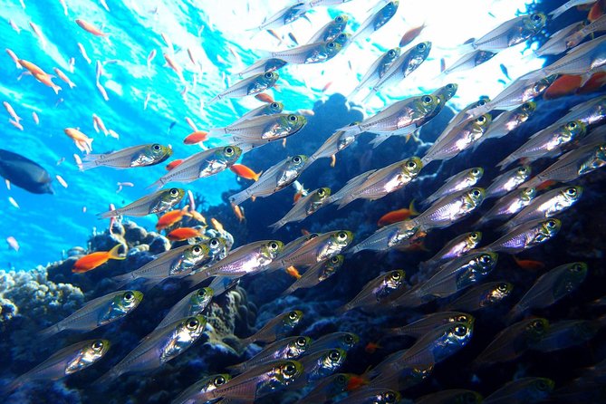 Fun Dives For Certified Divers - What the Unawatuna scuba outing is really like