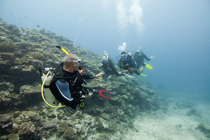 Fun Dives For Certified Divers - Marine life, reefs, rocks, and wrecks