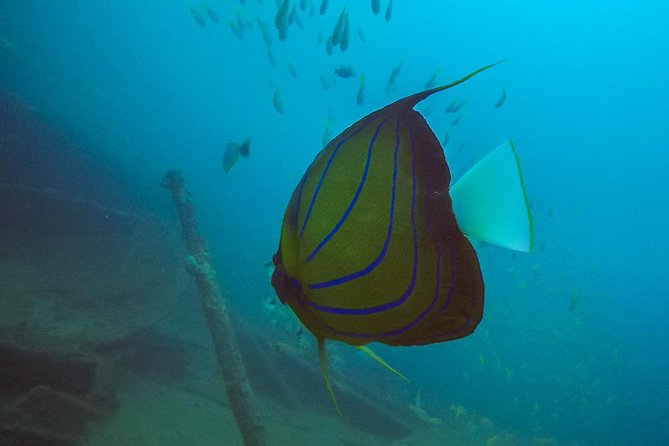 Fun Dives For Certified Divers - The staff and the feel of the center