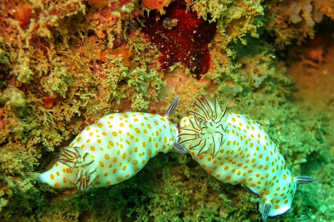 Fun Dives For Certified Divers - Is $54.42 good value?