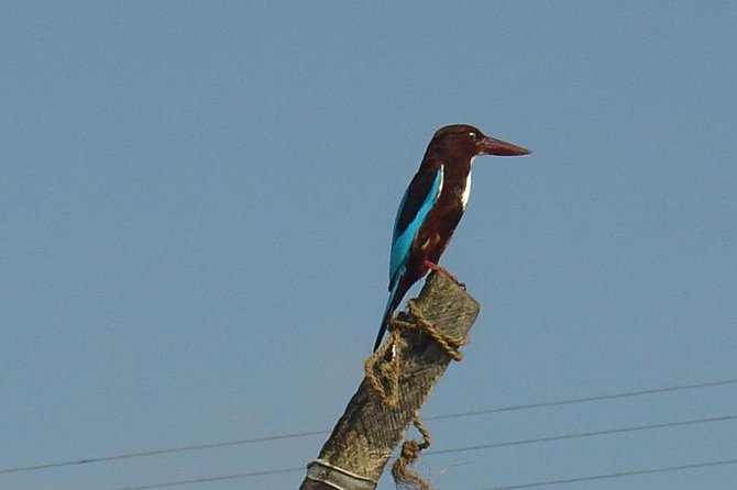 Galle Day Tour: Boat Safari, Dutch Fort, Stick Fishing & Turtles - What the $95 price really covers