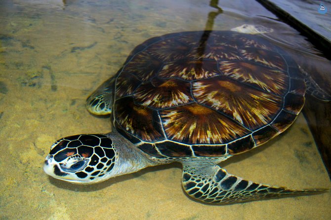 Galle Day Tour: Boat Safari, Dutch Fort, Stick Fishing & Turtles - Sea turtles at the Victor Hasselblad centre