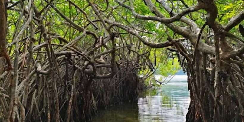 Galle Day Tour From Ahungalla/Kosgoda/Bentota/Beruwala - Moonstone mine, herbal garden, and factory visits