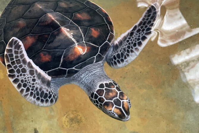 Galle Day Tour with Turtle Hatchery & River Boat Safari - The Koggala River boat safari