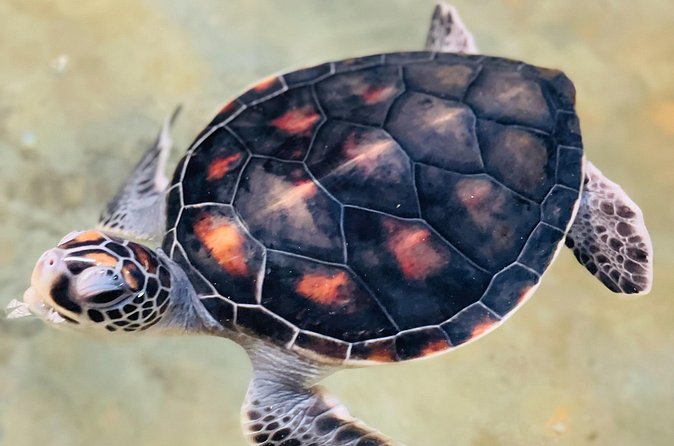 Galle Day Tour with Turtle Hatchery & River Boat Safari - Lunch with Sri Lankan rice and curry