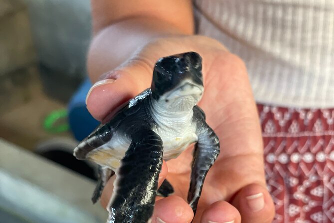 Galle Day Tour with Turtle Hatchery & River Boat Safari - Is $75 a fair price?